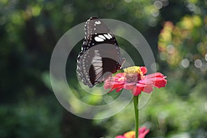 Butterfly sucking honey on flowers