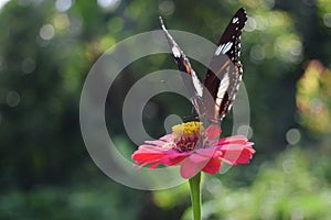 Butterfly sucking honey on flowers