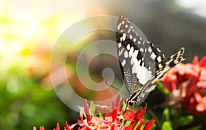 The butterfly is sucking honey form the flowers on blurred backgrounds.