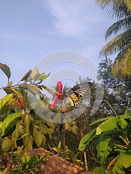A butterfly sucking honey from a hibiscus flower