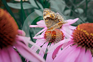 Butterfly sucking honey in a tourist park
