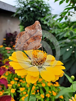 a butterfly sucking honey on a yellow flower