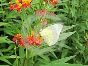 Butterfly sucking nectar of beautiful Chrysothemis pulchella