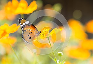 Butterfly sucking nectar from flowers