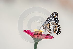 butterfly sucking nectar