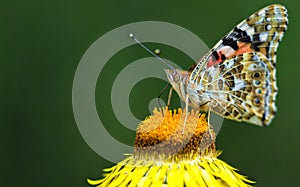 Butterfly sucking nectar .