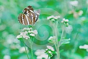 Butterfly sucking nectar in Taiwan, insect, asia, nature