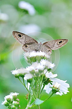 Butterfly sucking nectar in Taiwan, insect, Asia, nature, vertical