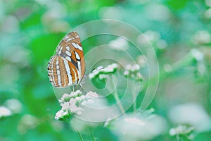 Butterfly sucking nectar in Taiwan, insect, nature