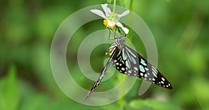 Butterfly sucking nectar from white flower. The dark blue tiger butterfly (Tirumala septentrionis).