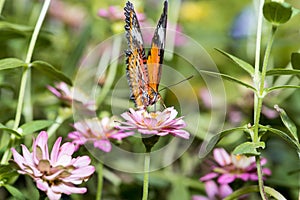 Butterfly sucking nectar from zinnia flowers.