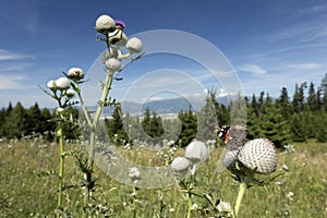 Butterfly from the summer Slovakia Mountains Low Tatras