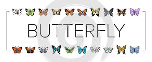 butterfly summer spring insect icons set vector