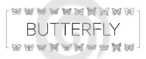 butterfly summer spring insect icons set vector