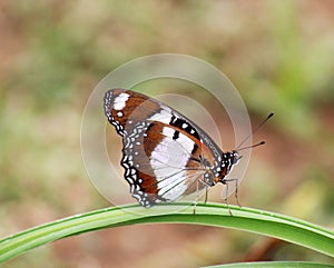 Butterfly sunbathing
