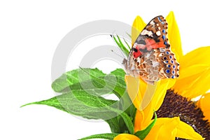 Butterfly on a sunflower