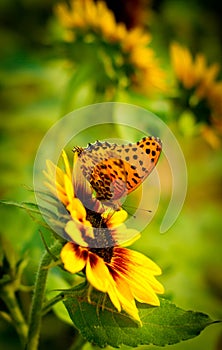 Butterfly on sunflower photo