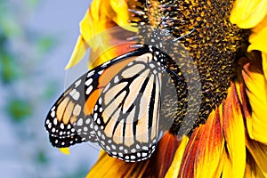 Butterfly sunflower