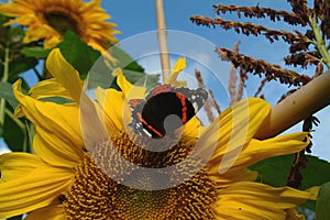 Butterfly on a sunflower photo