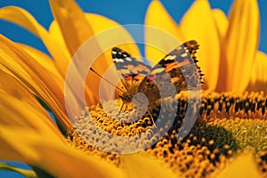 Butterfly on sunflower