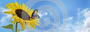 Butterfly and Sunflower Blue Sky Banner