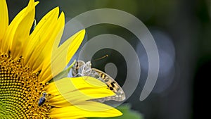 Butterfly on a sunflower