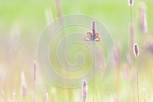 Butterfly on a sunny morning