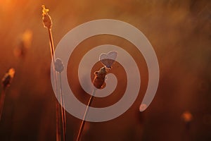 Butterfly in Sunsate