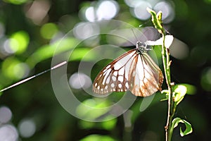 Butterfly and sunshine