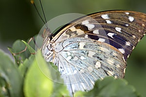 Butterfly Super Macro