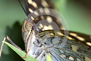 Butterfly Super Macro