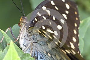 Butterfly Super Macro
