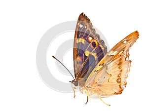 Butterfly swallowtail