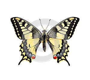Mariposa. cola de golondrina 