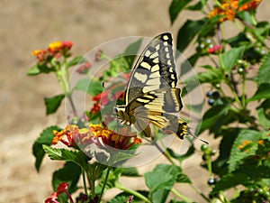 Butterfly Swallowtail on orange flowers