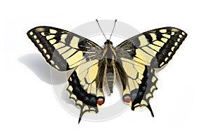 Butterfly Swallowtail (Papilio machaon) photo