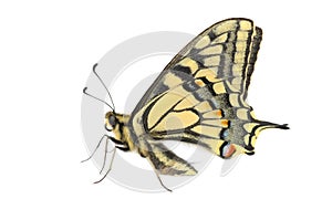 Butterfly Swallowtail (Papilio machaon)