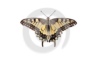 Butterfly Swallowtail Papilio machaon isolated