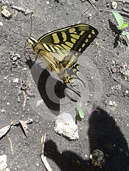 Butterfly swallowtail. sailboats. Summer.