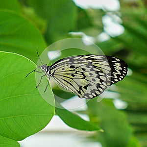 Butterfly swallowtail on green leaf