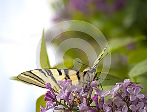 Butterfly swallowtails Podalirius Iphiclides podalirius sits on a lilac blossom Syringa
