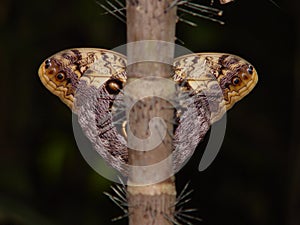 Butterfly symmetry