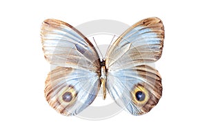 Butterfly taenaris urania on white photo