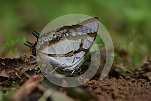 Butterfly from the Taiwan