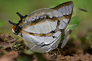Butterfly from the Taiwan