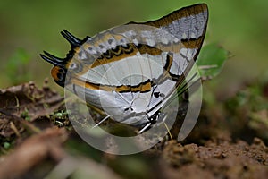 Butterfly from the Taiwan