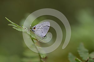 Butterfly from the Taiwan