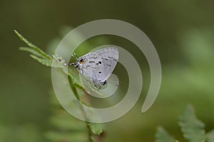 Butterfly from the Taiwan