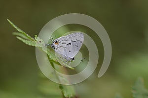 Butterfly from the Taiwan