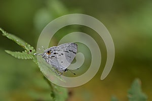 Butterfly from the Taiwan